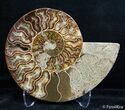 Inch Split Ammonite Pair #2624-4